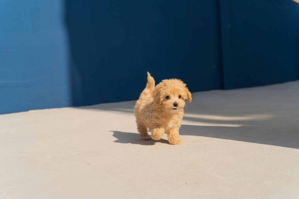 The best strategies for puppy housetraining